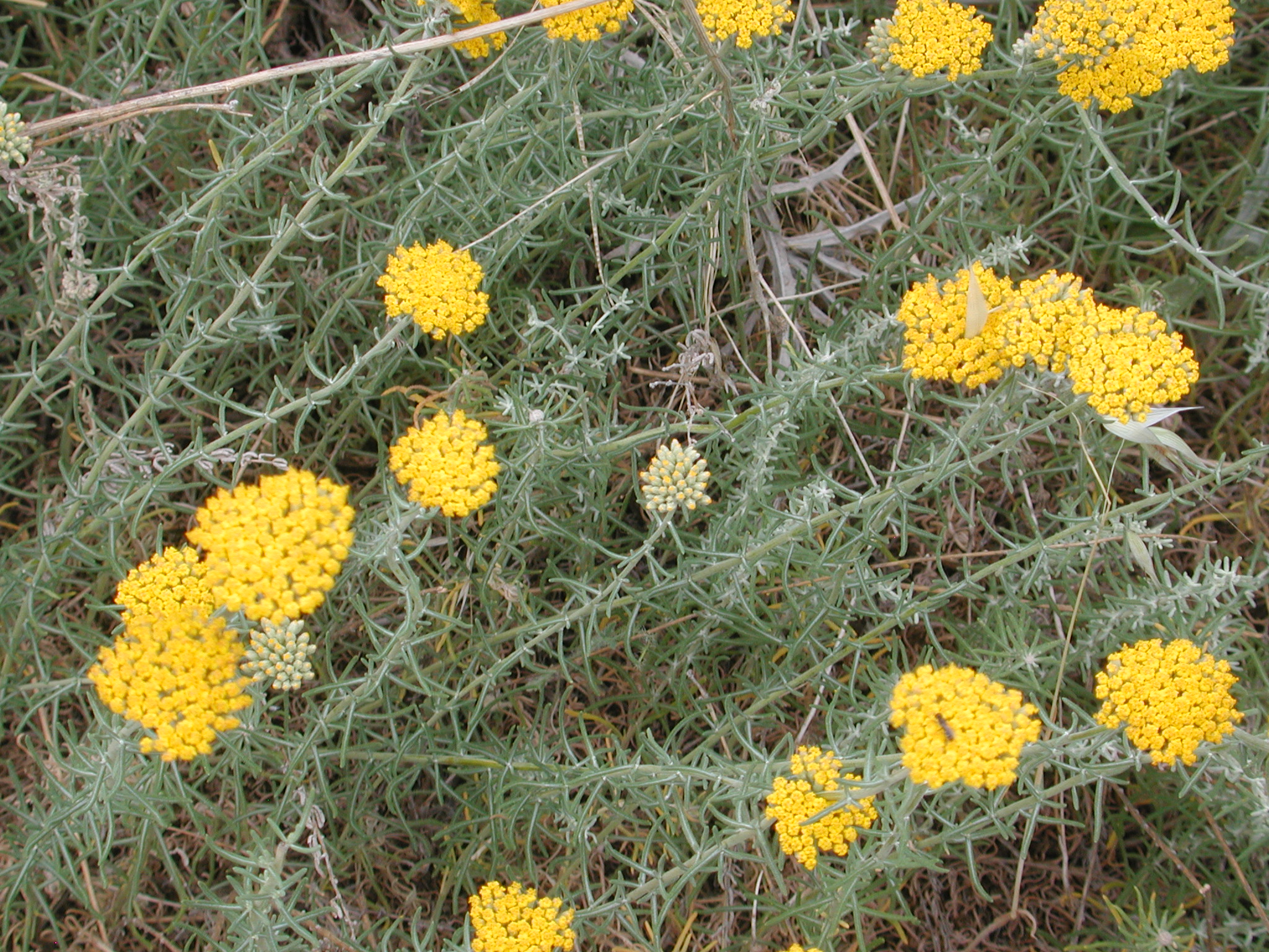 Achillea conferta D.C.